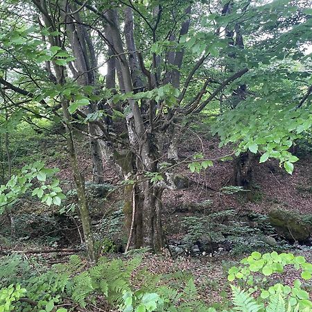 Соколів Камінь Novoselitsa  外观 照片
