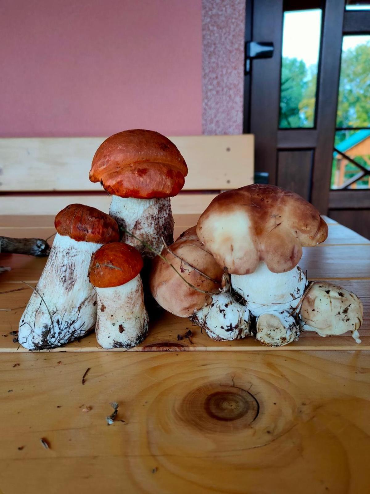 Соколів Камінь Novoselitsa  外观 照片