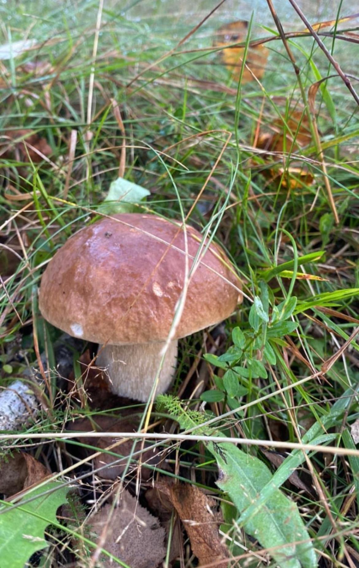 Соколів Камінь Novoselitsa  外观 照片