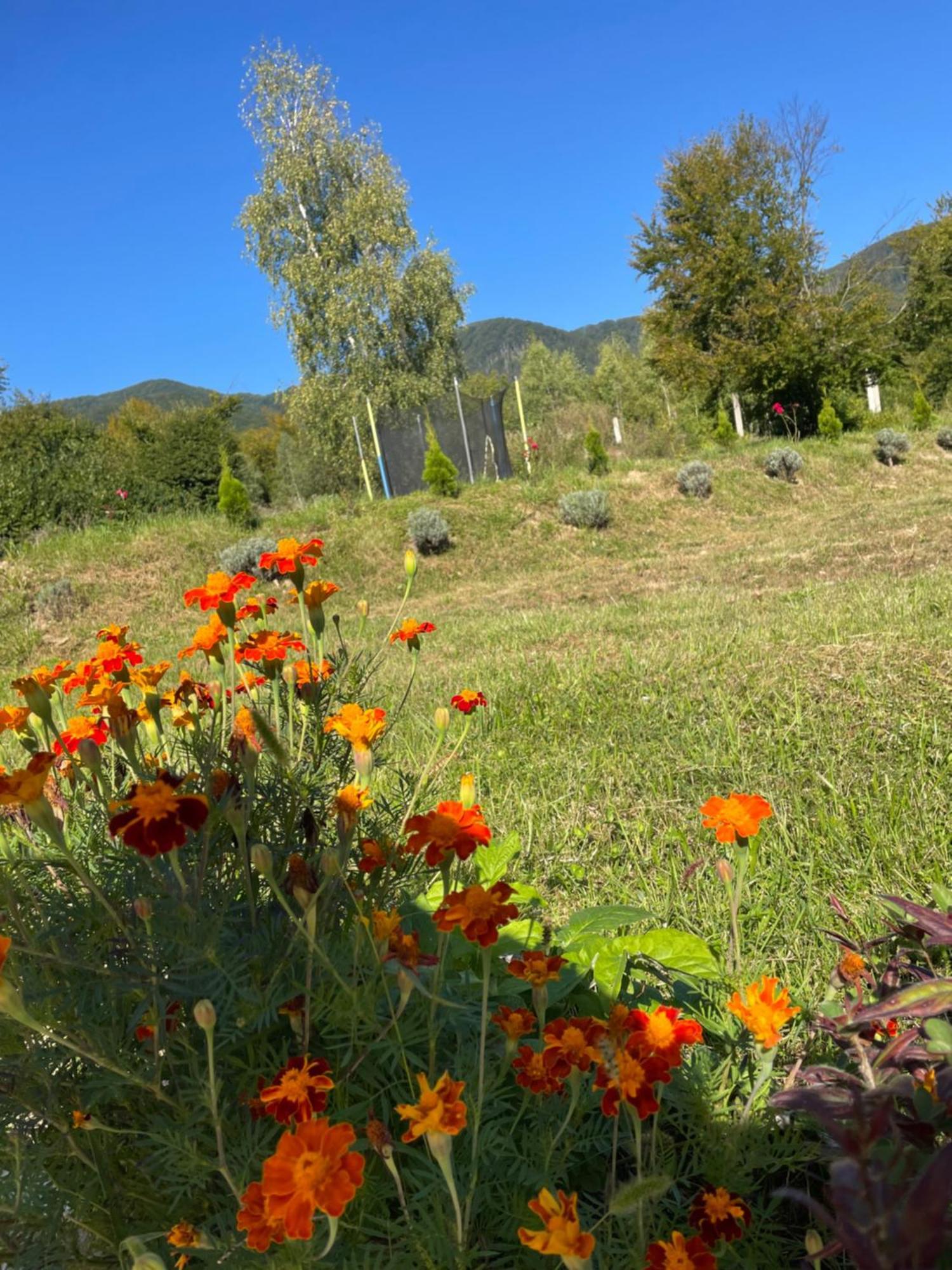 Соколів Камінь Novoselitsa  外观 照片