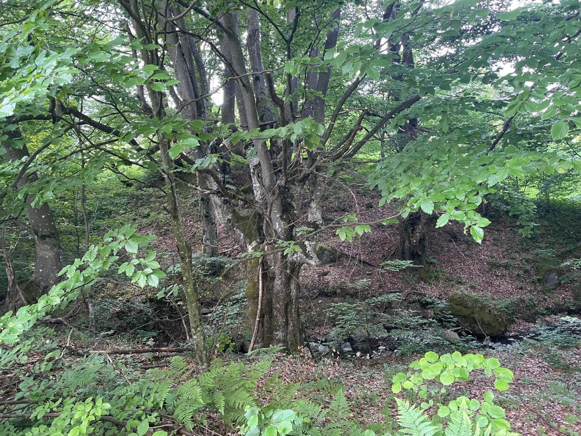 Соколів Камінь Novoselitsa  外观 照片